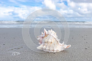 Conch Seashell on Sandy Beach