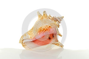 Conch shell
