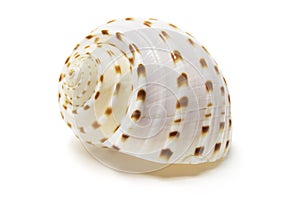 Conch Shell