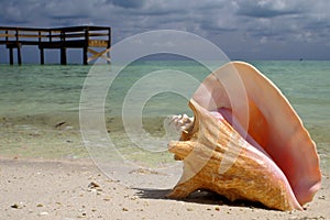Conch Shell photo