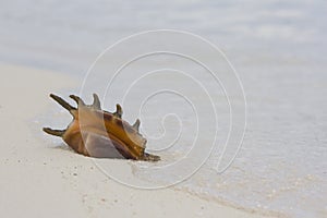 CONCH SHELL ON BEACH
