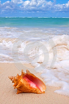 Conch Shell on the beach.