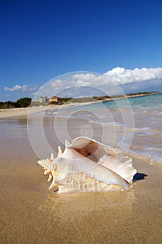 Conch shell on beach photo