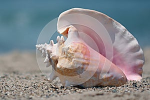 Conch shell on beach photo