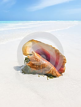 Conch shell on the beach