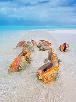 Conch shell on the beach