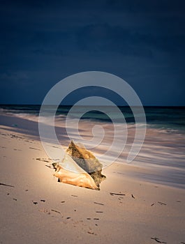 Conch shell beach Caribbean