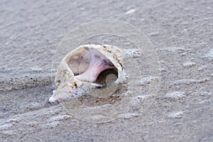 Conch shell on the beach