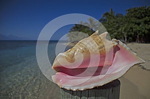 Conch shell on a beach, Roatan, Honduras
