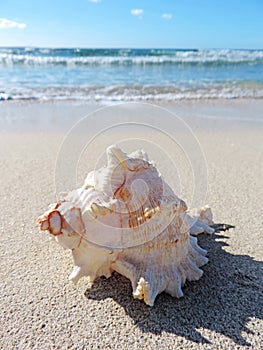 Conch shell at the beach