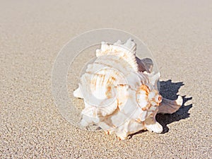 Conch shell at the beach