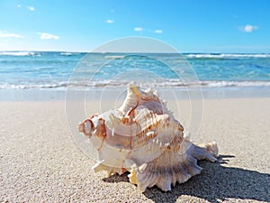 Conch shell at the beach