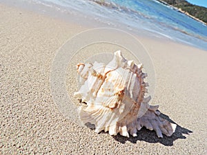 Conch shell at the beach