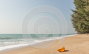 Conch shell on beach with waves.