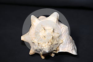 Conch shell on black background -