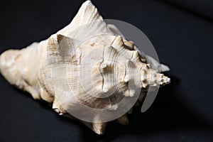 Conch shell on black background