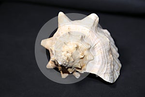 Conch shell on black background - close up