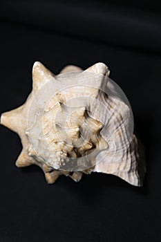 Conch shell on black background - front view