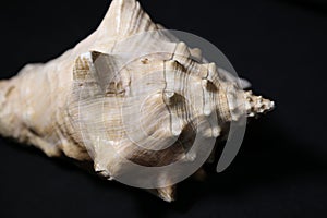 Conch shell on black background - side view