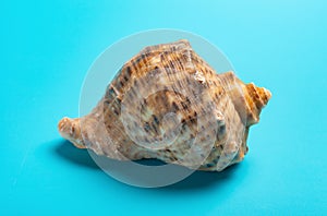 Conch shell on blue background close up