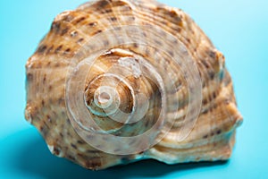 Conch shell on blue background close up