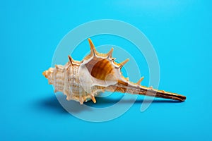 Conch shell on blue background