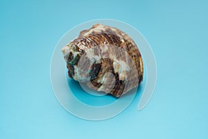 Conch shell on a blue background