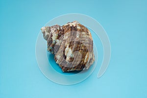 Conch shell on a blue background