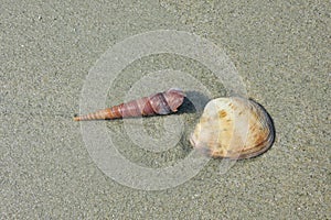 conch and shell
