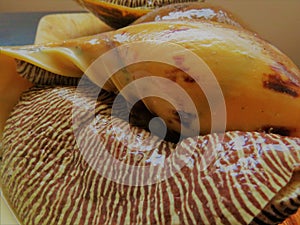 Conch Shell / Large Snail / conchs