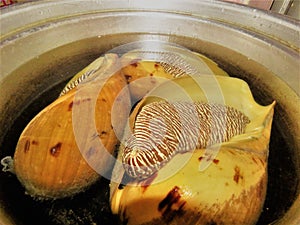 Conch Shell / Large Snail / conchs