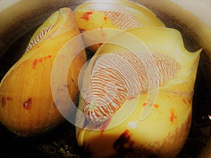 Conch Shell / Large Snail / conchs