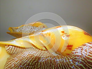 Conch Shell / Large Snail / conchs