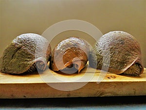 Conch Shell / Large Snail / conchs