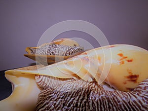 Conch Shell / Large Snail / conchs
