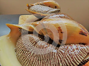 Conch Shell / Large Snail / conchs