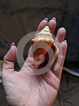 Conch shell in hand palm Palmistry calm peace love