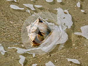 Conch shell at Holden Beach, North Carolina