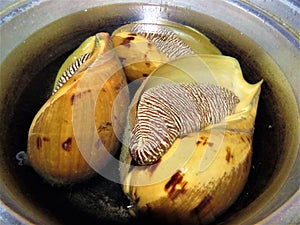 Conch Shell / Large Snail / conchs