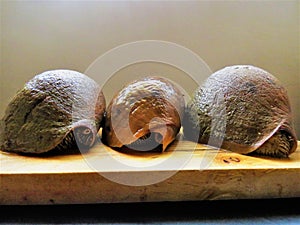 Conch Shell / Large Snail / conchs