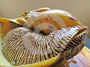 Conch Shell / Large Snail / conchs