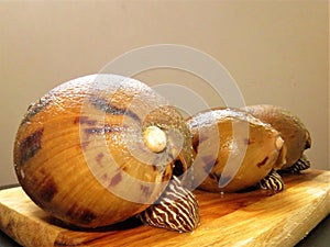 Conch Shell / Large Snail / conchs