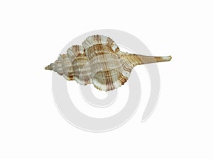 Conch shell, lord of flies.