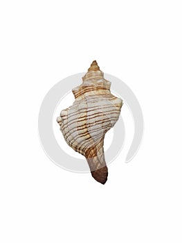 Conch shell, lord of flies.