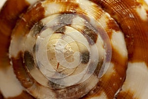 Conch shell macro image showing center of spiral pattern