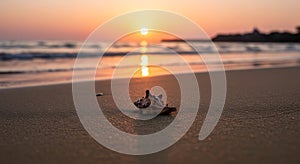 A conch shell rests on a sandy beach during sunset. The sky is a gradient of orange
