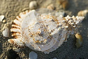 Conch shell in sand.