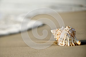 Conch shell on sand