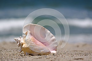 Conch shell on sand photo