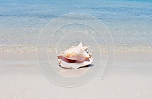 Conch shell on sand beach with sea